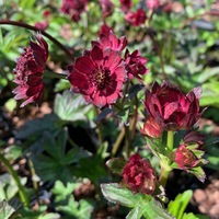 Astrantia major 'Gill Richardson Group'